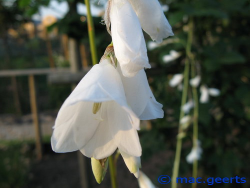 Dierama pendulum